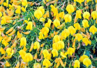 sarı çiçek arka plan.