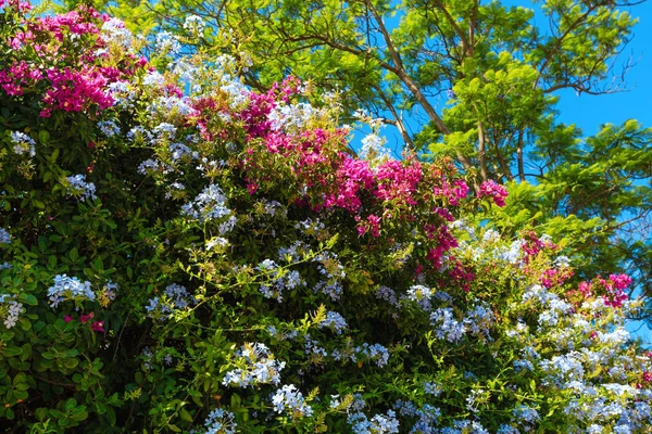 ブーゲンビリアの木と芝桜植物のクローズ アップ. — ストック写真