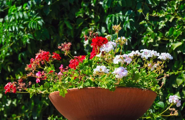 Gerânio em vaso de plantas ao ar livre . — Fotografia de Stock