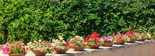 Geranium in flowerpots outdoor. — Stock Photo, Image