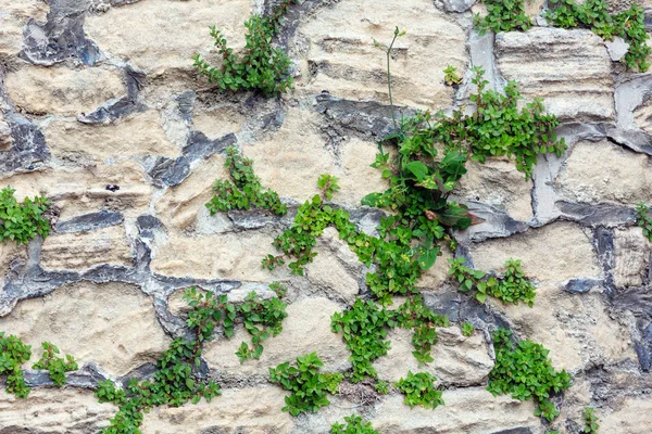 Old wall (background) — Stock Photo, Image