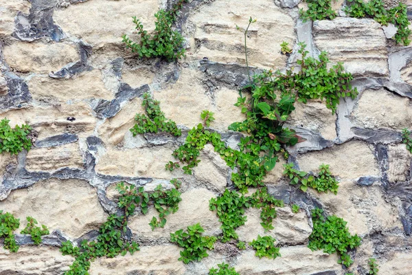 Vecchio muro (sfondo ) — Foto Stock