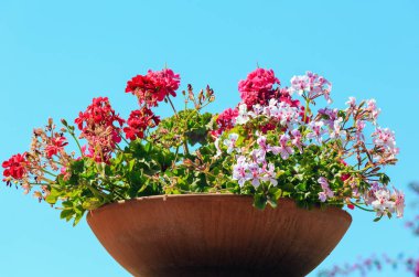 Saksı açık Sardunya.