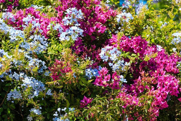 Bougainvillea boom en Phlox planten closeup. — Stockfoto