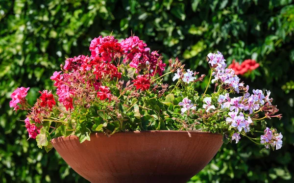 Geranien im Blumentopf im Freien. — Stockfoto