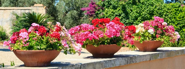 Geranium i krukor utomhus. — Stockfoto