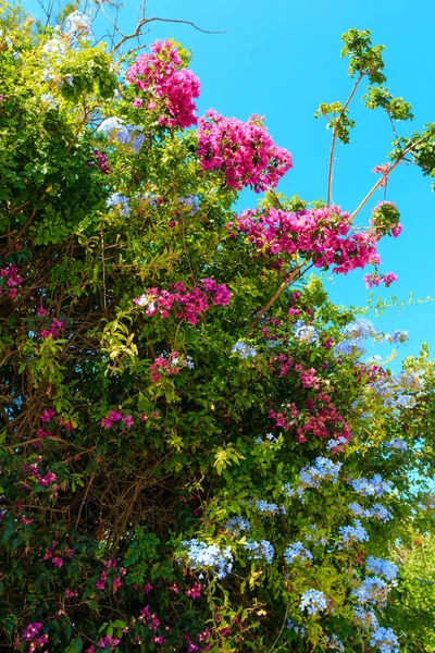 ブーゲンビリアの木と芝桜植物のクローズ アップ. — ストック写真