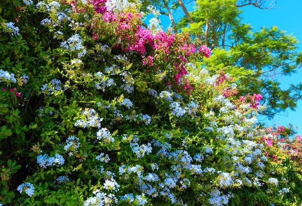 ブーゲンビリアの木と芝桜植物のクローズ アップ. — ストック写真