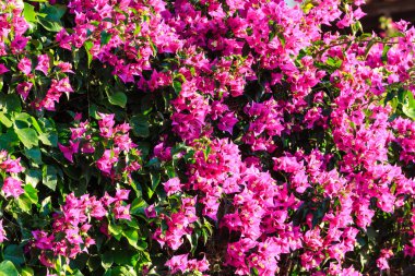 Begonvil ağaç portre.