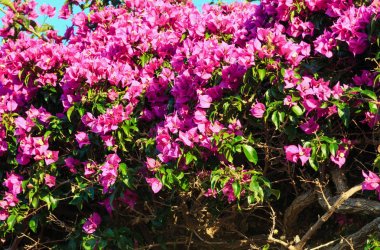 Begonvil ağaç portre.