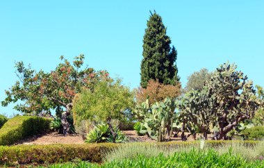 Çiçek açması kaktüs bitki.