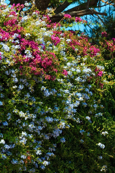 Bougainvillea tree and Phlox plant closeup. — Stock Photo, Image