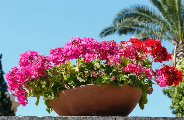 Saksı açık Sardunya.