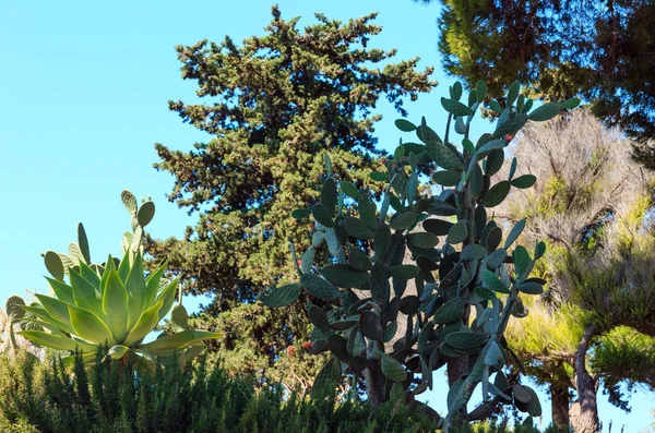 Blossoming cactus plant. — Stock Photo, Image