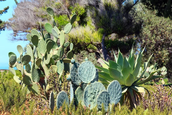 Bloeiende cactus plant. — Stockfoto