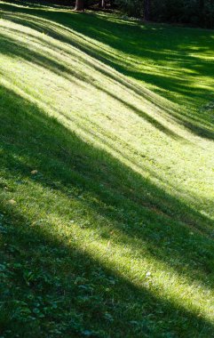 Yeşil çim çim gölgeler.