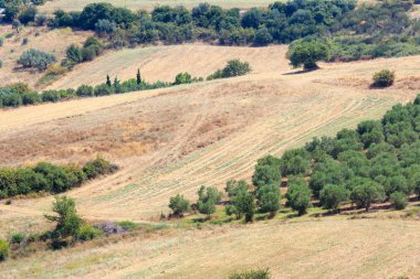 Yaz kırsal sahne (Halkidikya, Yunanistan).
