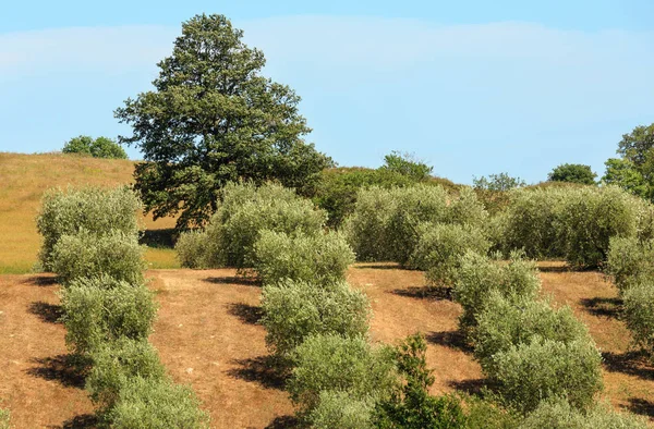 Summer countryside, Italy — Stock Photo, Image