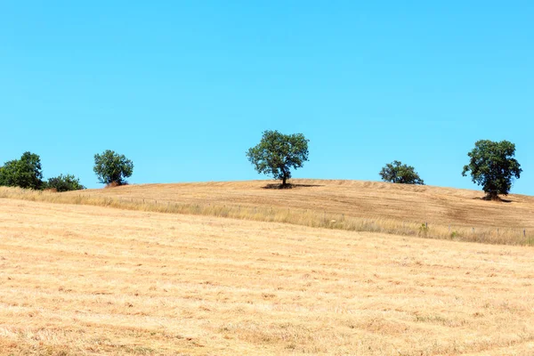 夏の田舎、イタリア — ストック写真