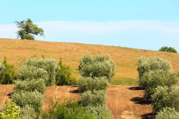 夏の田舎、イタリア — ストック写真