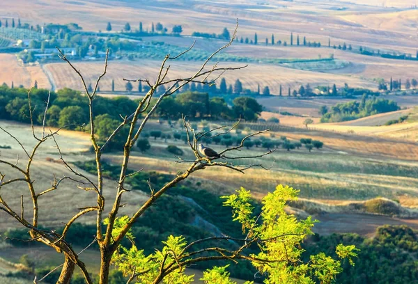 Vogel op de vertakking van de beslissingsstructuur, Italië. — Stockfoto