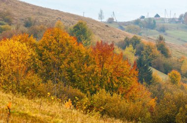Sonbahar Karpatlar (Ukrayna). 