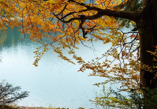 Lake Synevyr autumn view. — Stock Photo, Image