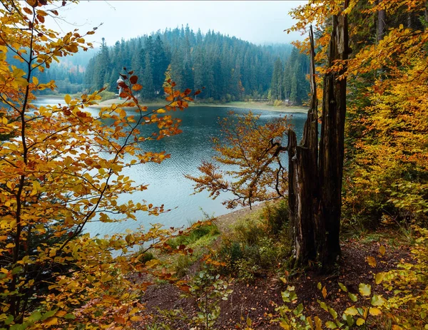 Lac Synevyr vue d'automne . — Photo