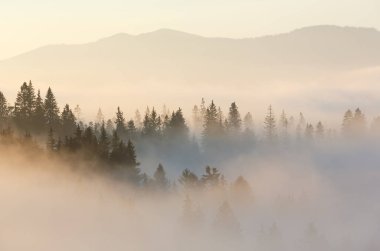 Sonbahar Karpatlar, Ukrayna.