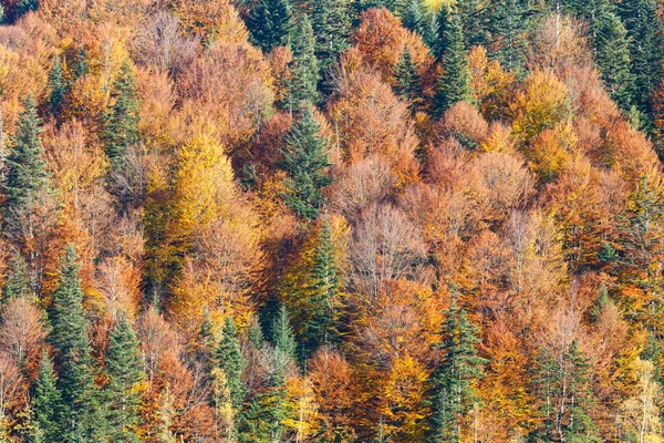 Na podzim Karpaty (Ukrajina). — Stock fotografie