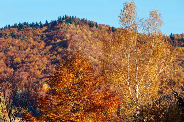 Carpazi d'autunno (Ucraina ). — Foto Stock