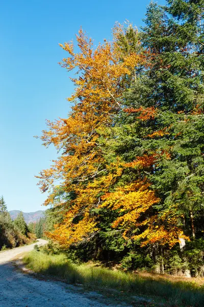 Herbstkarpaten (Ukraine). — Stockfoto