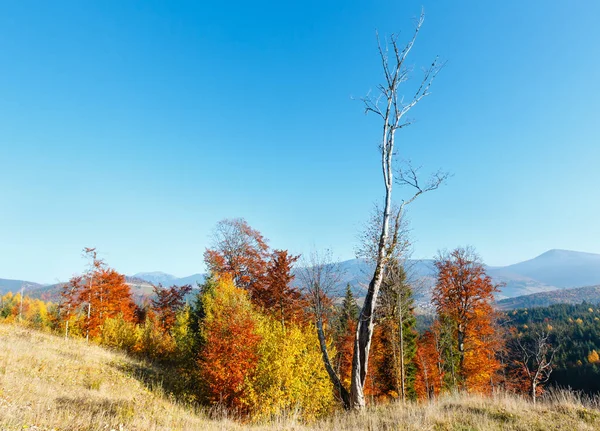 Ochtend herfst landschap van de Karpaten. — Stockfoto