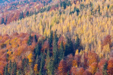 Sonbahar Karpatlar (Ukrayna). 