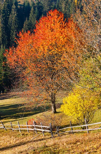 Mattina autunno Carpazi paesaggio . — Foto Stock