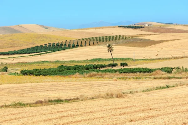 Сицилія літніх сільського господарства сільській місцевості Італії — стокове фото