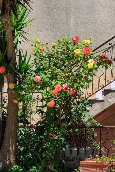 Rosa arbusto perto de escadaria . — Fotografia de Stock