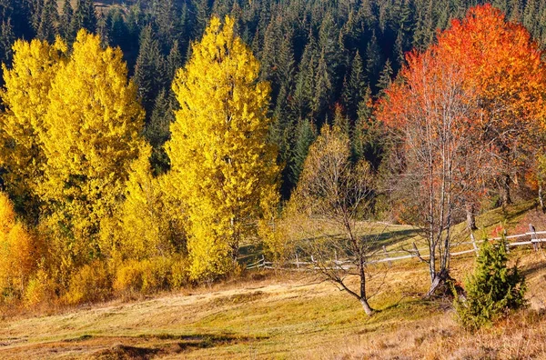Matin automne Carpates paysage . — Photo