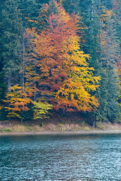 Lago Synevyr vista de otoño . —  Fotos de Stock