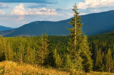 Yaz Ihrovets dağ manzarası (Karpat, Ukrayna). 