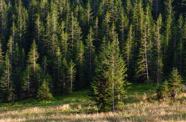 Widok na góry lato Ihrovets (Podkarpacie, Ukraina). — Zdjęcie stockowe