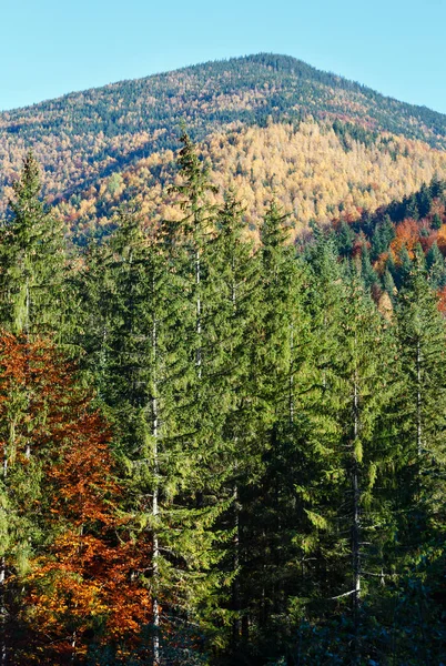 Carpazi d'autunno (Ucraina ). — Foto Stock