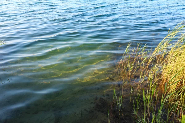 Summer lake calm rushy shore. — Stock Photo, Image