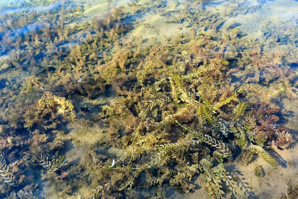 Summer lake sandy bottom with algae — Stock Photo, Image