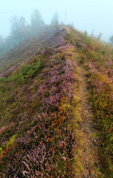 Misty ranní rosa na horské louce — Stock fotografie