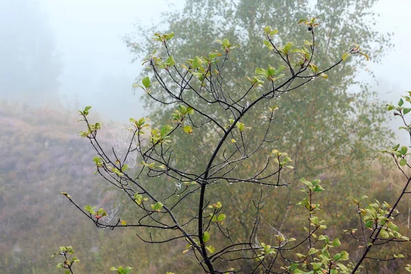 Туманная утренняя роса на горе Медоу — стоковое фото