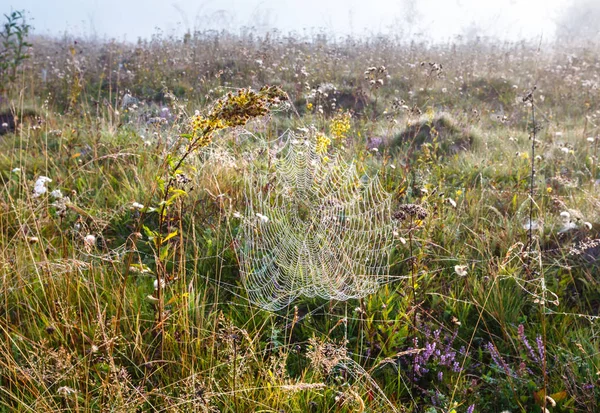 Misty ranní rosa na horské louce — Stock fotografie