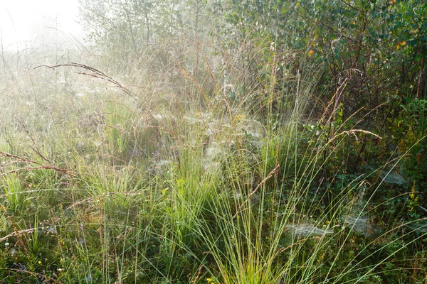 Orvalho de manhã nebuloso no prado da montanha — Fotografia de Stock