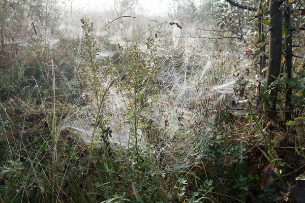 Misty ranní rosa na horské Lesní palouk — Stock fotografie