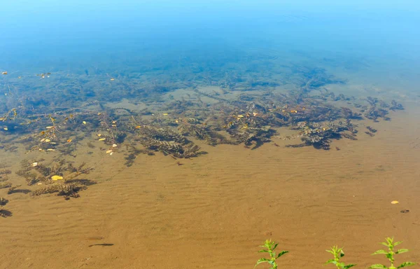Summer lake sandy bottom with algae — Stock Photo, Image